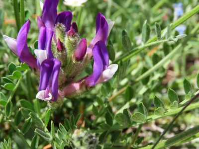 Astragalus vesicarius, photographed by Emanuele Santarelli