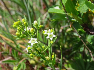 Thesium linophyllon, photographed by Emanuele Santarelli