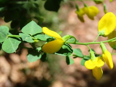 Cytisophyllum sessilifolium, photographed by Emanuele Santarelli