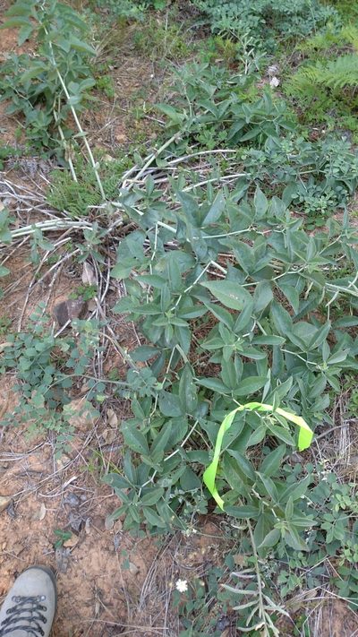 Thermopsis robusta, photographed by Stephanie Taylor