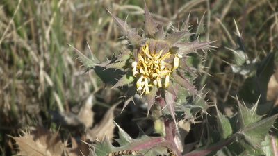 Berkheya onopordifolia, photographed by Shaun Swanepoel