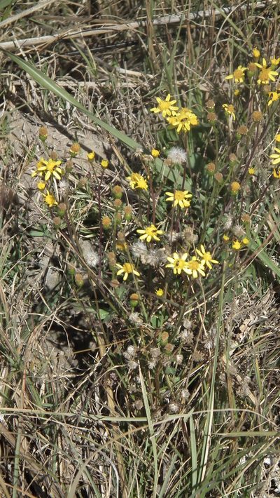 Senecio consanguineus, photographed by Shaun Swanepoel