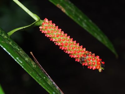 Anthurium bakeri, photographed by Lena Struwe