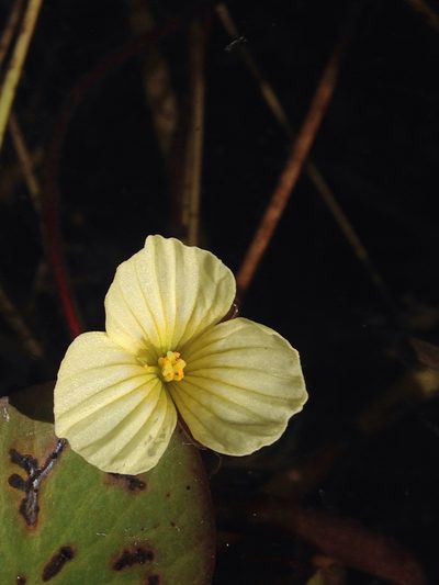 Ottelia ulvifolia, photographed by Robert Taylor