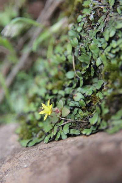 Sedum modestum, photographed by Olivier Argagnon