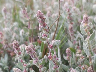 Extriplex californica, photographed by Alex Heyman