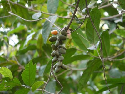 Sarcostigma kleinii, photographed by Dinesh Valke