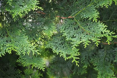 Chamaecyparis obtusa, photographed by harum.koh