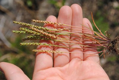 Plantago pusilla, photographed by Zihao Wang
