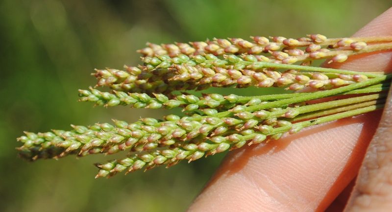 Plantago pusilla, photographed by Zihao Wang