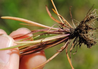 Plantago pusilla, photographed by Zihao Wang