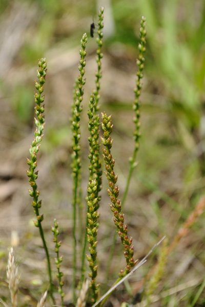 Plantago pusilla, photographed by Zihao Wang