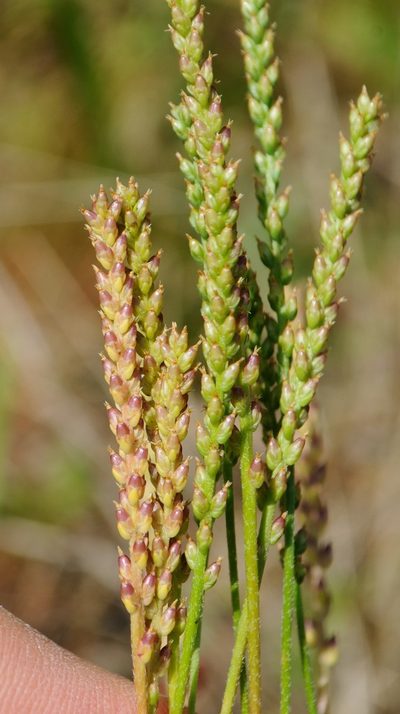 Plantago pusilla, photographed by Zihao Wang