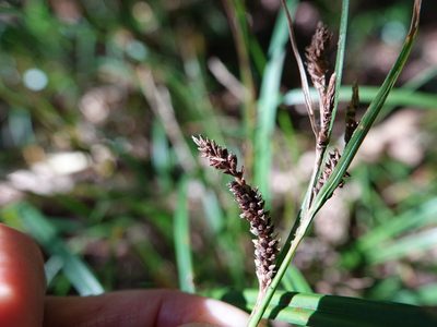 Carex lambertiana, photographed by Jacqui Geux