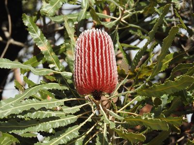 Banksia menziesii, photographed by desertnaturalist