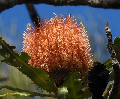 Banksia menziesii, photographed by desertnaturalist
