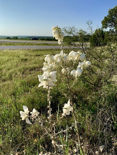 Yucca reverchonii, photographed by CK2AZ