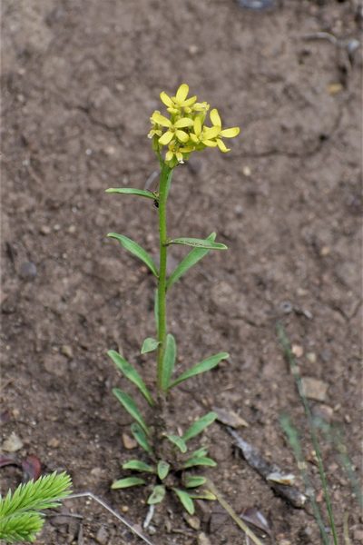 Erysimum coarctatum, photographed by Syd Cannings