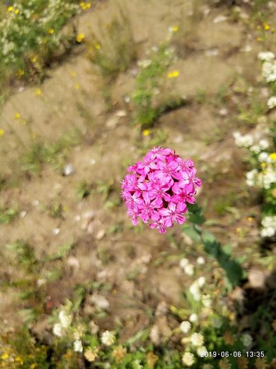 Atocion compactum, photographed by Сергей Крыленко