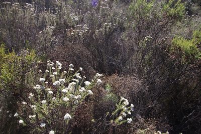 Stoebe gnaphaloides, photographed by Tony Rebelo