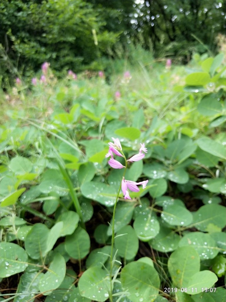 Polygala anatolica, photographed by Сергей Крыленко
