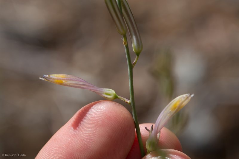 Chlorogalum grandiflorum, photographed by Ken-ichi Ueda
