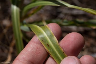 Chlorogalum grandiflorum, photographed by Ken-ichi Ueda