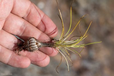 Isoetes nuttallii, photographed by Ken-ichi Ueda