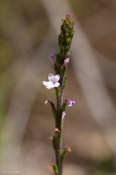 Verbena californica, photographed by Ken-ichi Ueda
