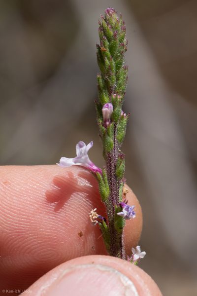 Verbena californica, photographed by Ken-ichi Ueda