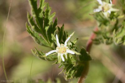 Potentilla californica, photographed by Ken-ichi Ueda