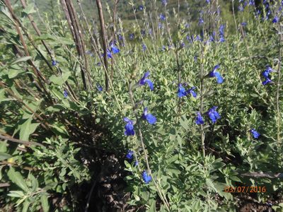 Salvia chamaedryoides, photographed by Fernando Cecor