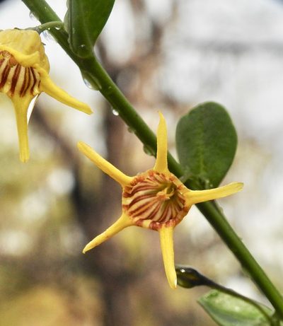 Anthocercis ilicifolia, photographed by desertnaturalist