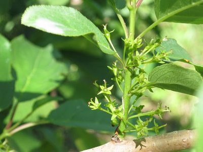 Rhamnus ussuriensis, photographed by Repina Tatyana