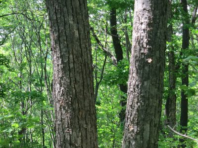 Tilia amurensis, photographed by Repina Tatyana