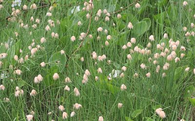 Eriophorum chamissonis, photographed by Nina Filippova