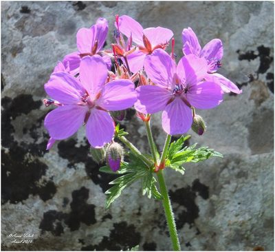 Geranium atlanticum, photographed by Aissa Djamel Filali