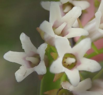 Astephanus triflorus, photographed by Nicola van Berkel