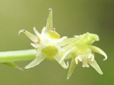 Adenocline pauciflora, photographed by Nicola van Berkel