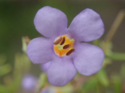 Chaenostoma campanulatum, photographed by Nicola van Berkel