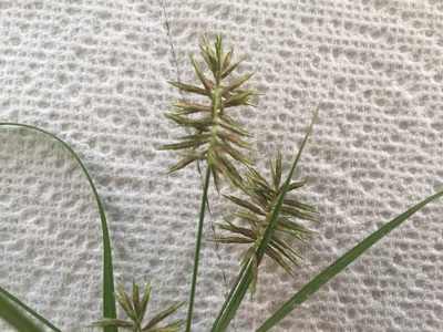 Cyperus pseudothyrsiflorus, photographed by Blake Bringhurst