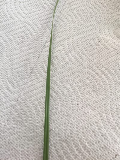 Cyperus pseudothyrsiflorus, photographed by Blake Bringhurst