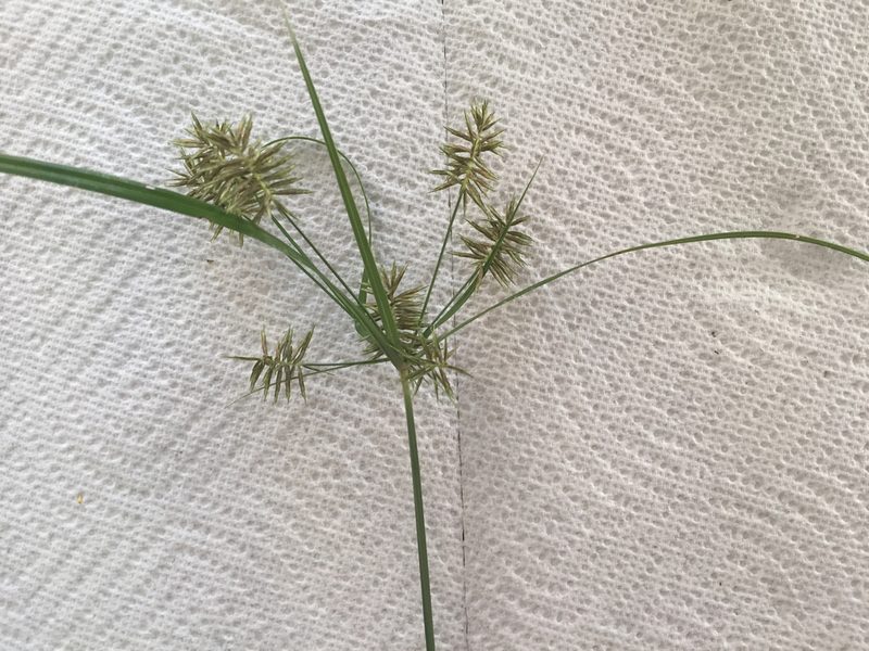Cyperus pseudothyrsiflorus, photographed by Blake Bringhurst