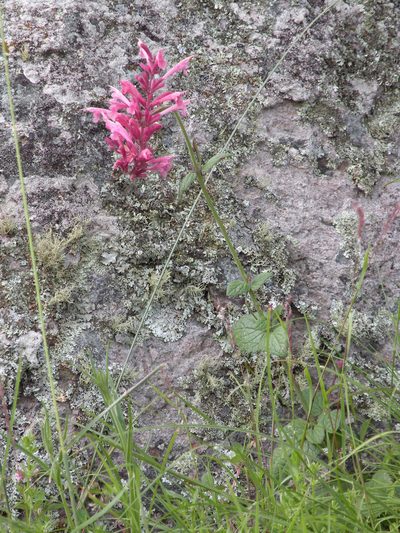 Agastache pallida, photographed by M. Socorro González Elizondo