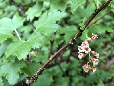 Ribes petraeum, photographed by Jason Grant