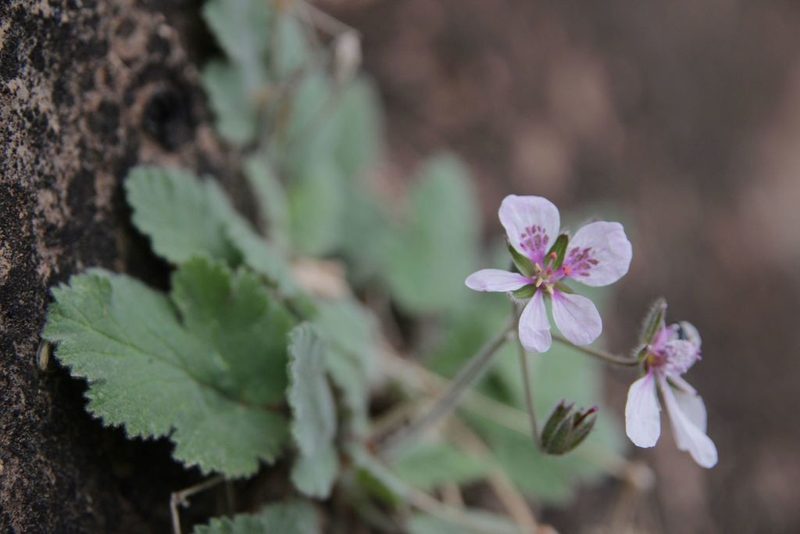 Erodium atlanticum, photographed by Olivier Argagnon
