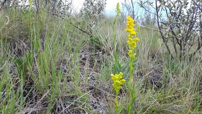 Solidago missouriensis, photographed by tonyblake