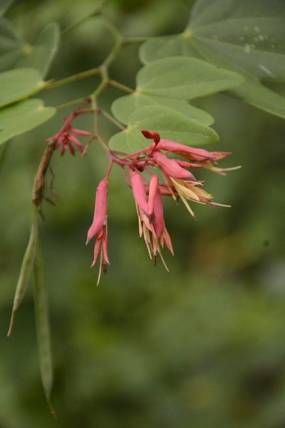 Bauhinia erythrocalyx, photographed by Siddarth Machado