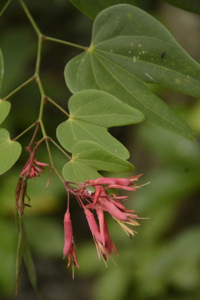 Bauhinia erythrocalyx, photographed by Siddarth Machado
