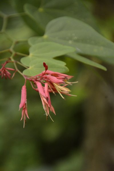 Bauhinia erythrocalyx, photographed by Siddarth Machado